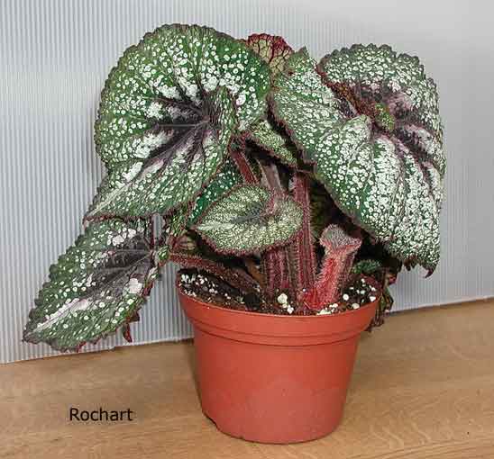 B. ‘Rochart’
